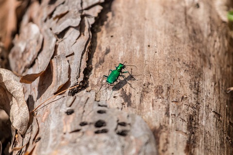 An emerald ash borer beetle crawls on an ash tree