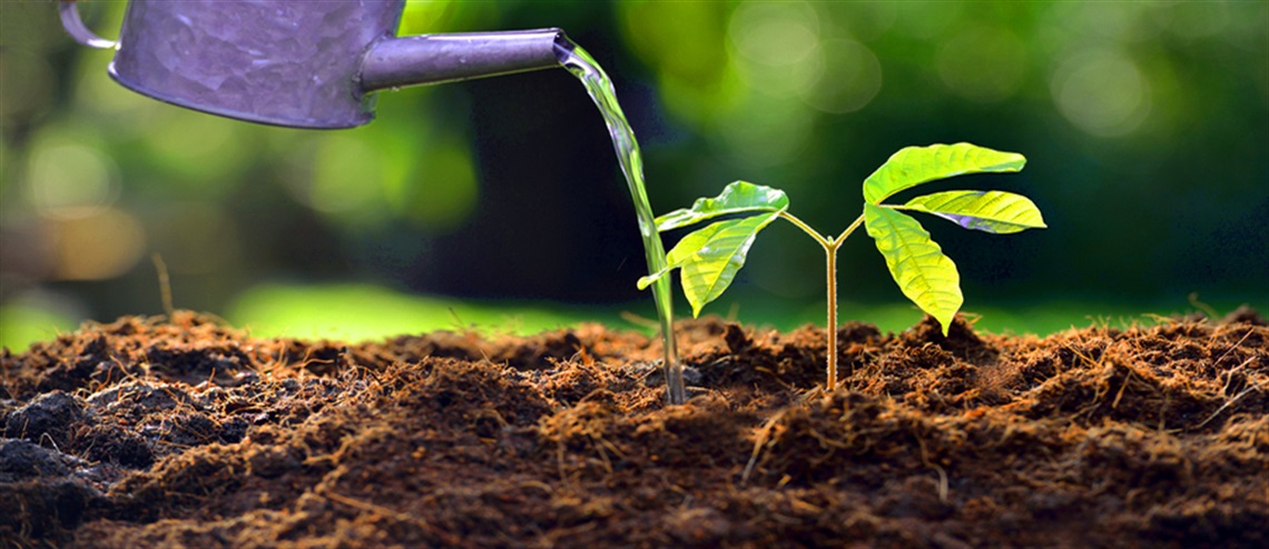 Sprout in Fresh Soil Being Watered